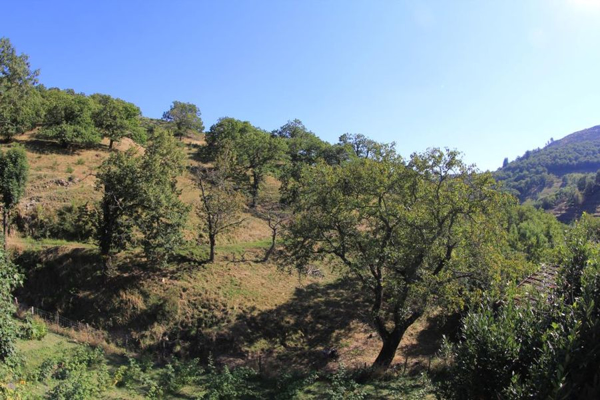 Chataigneraie Ferme de la Croze
